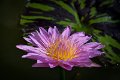 20151124-lotus088