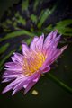 20151124-lotus089