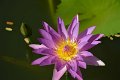 20151124-lotus090
