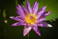 20151124-lotus091