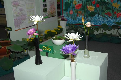 DSC_0145.JPG