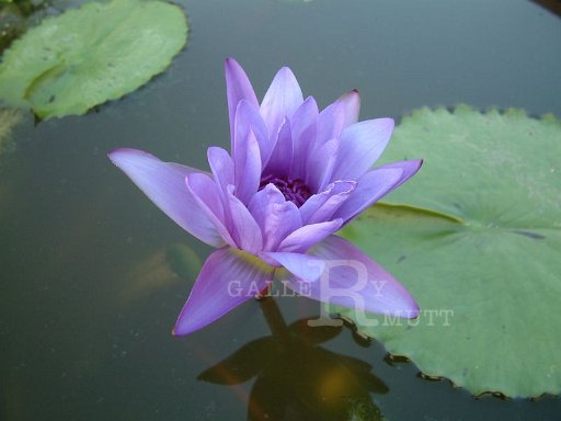 DSCF0299.JPG