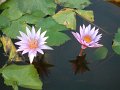 DSCF0291