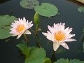DSCF0294