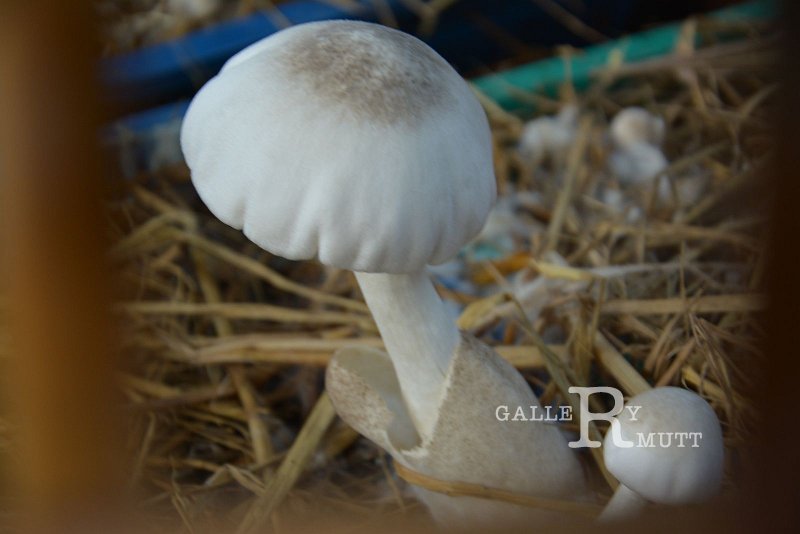 DSC_0578.JPG - Innovative Variety