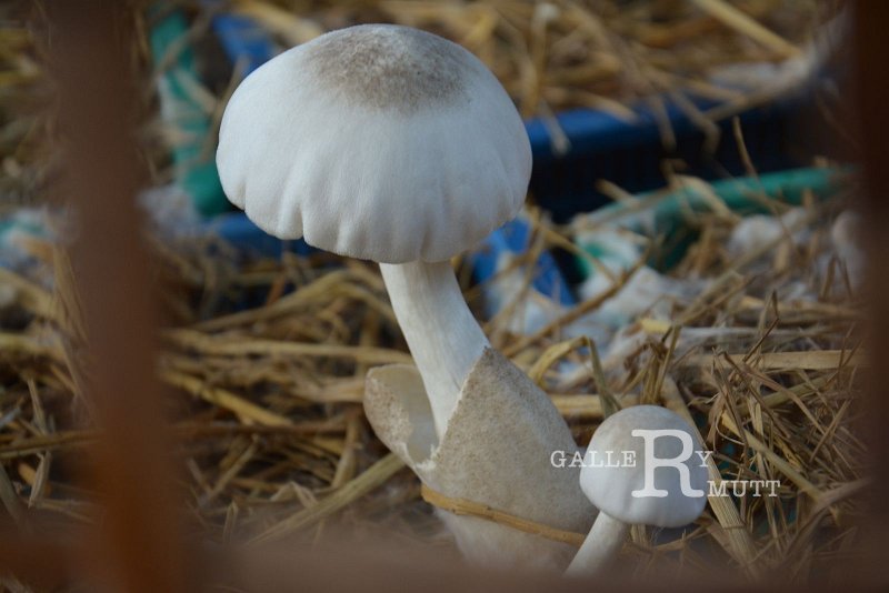 DSC_0580.JPG - Innovative Variety