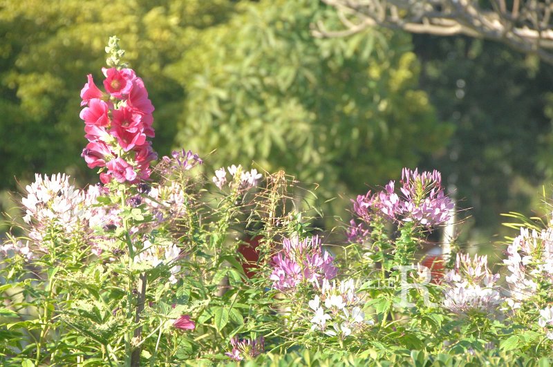 DSC_0065.JPG